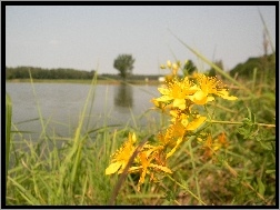 Jezioro, Kwiaty, Dziurawca